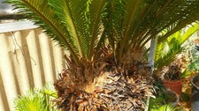 Rarità. cycas teste usato  Ragusa