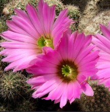 Semi echinocereus sciurus usato  Napoli