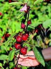 Graines roselle hibiscus d'occasion  Mantes-la-Jolie