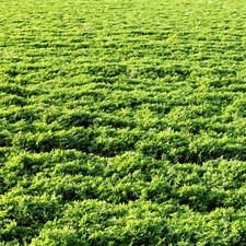 Perennial alfalfa seeds for sale  Broken Bow