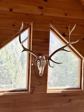 Large european elk for sale  North Creek
