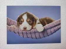 australian shepherd gebraucht kaufen australian shepherd gebraucht kaufen Borna