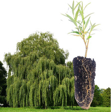 Organic weeping willow for sale  Denver