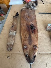 Mink raccoon hide for sale  Malvern