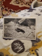 Alaska postcards kodiak for sale  Springfield