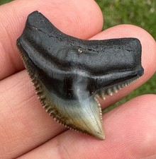 Großer fossiler haizahn gebraucht kaufen  Stromberg