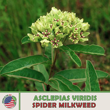 Spider milkweed seeds for sale  Venice