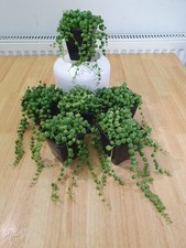 string of pearls plant for sale string of pearls plant for sale BOSTON