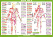 Muscle anatomy charts for sale  BURTON-ON-TRENT