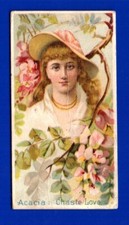 Acacia chaste love for sale  Spartanburg