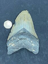 4.9 prehistoric fossil for sale  LISKEARD