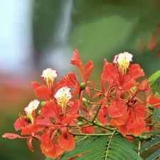 Royal poinciana red for sale  Honolulu