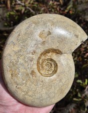 Gorgeous large ammonite for sale  NORWICH