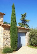 Cupressus sempervirens totem for sale  SOUTHAMPTON