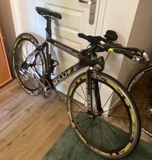Quintana roo lucero for sale  BUCKHURST HILL