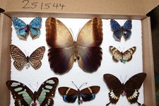 Echte schmetterlinge tropische gebraucht kaufen  Pliezhausen