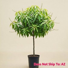 Mango tree grafted for sale  Miami