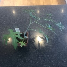 Cissus tuberousa caudex for sale  HOVE