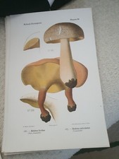 Rolland champignons 120 d'occasion  Vitry-le-François