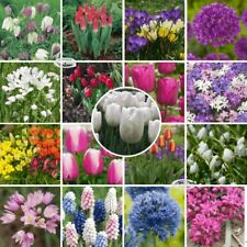 English garden flowers for sale  MELTON MOWBRAY