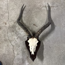 Africa impala skull for sale  Northumberland