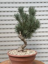 Pino sylvestre bonsai usato  Italia