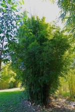 Gracilis bamboo seeds for sale  Ravensdale