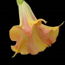 Mango crush brugmansia for sale  Mobile