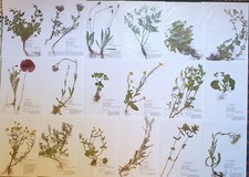 Herbarium pflanzen wurzel gebraucht kaufen  Regensburg