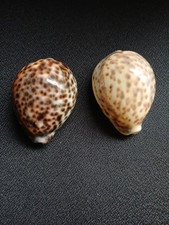Cowrie tigris sea for sale  COVENTRY