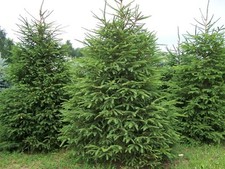 Norway spruce seeds for sale Norway spruce seeds for sale  GREENOCK