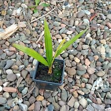 Trachycarpus fortunei pure for sale  BATHGATE