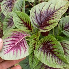 Amaranthus 000 samen gebraucht kaufen  Soltau