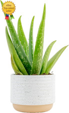 Aloe vera live for sale  Midland City
