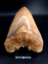 Xxl 24cm megalodon gebraucht kaufen  Waiblingen