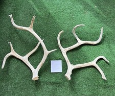 Natural reindeer antlers for sale  TENBURY WELLS