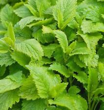 Lemon balm herb for sale  GRIMSBY
