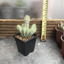 euphorbia for sale euphorbia for sale GRAVESEND