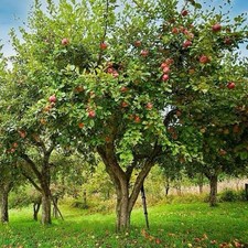 Honey crisp apple for sale  Grantsburg