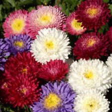Mistura de sementes de sopro em pó Aster (Callistephus Chinensis) branco, rosa, roxo - 300 + comprar usado  Enviando para Brazil