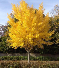 Ginkgo biloba maidenhair for sale  NORTHWICH