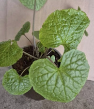 Wasabi mehrjährige bio gebraucht kaufen  Rödental