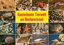 72907560 meerestiere nordseest gebraucht kaufen  Deutschland