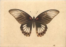 Schmetterling indischer schwal gebraucht kaufen  Eimeldingen