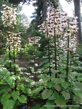 Giant himalayan lily for sale  KING'S LYNN