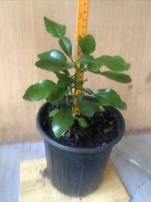 Organic kaffir lime for sale  Columbus