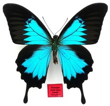 Paratype papilio ulysses gebraucht kaufen  München