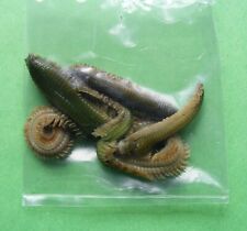 Preserved sea fishing for sale  GLENROTHES
