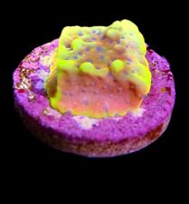 Beach bum montipora for sale  CLACTON-ON-SEA