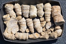 Toll konvolut fossilien gebraucht kaufen  Völklingen